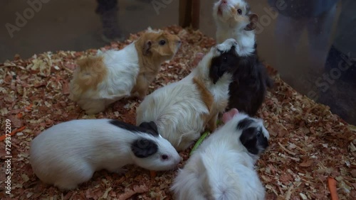 Group of small domesticated rodents, guinea pig, cavia porcellus with various breed such as Abyssinian, Sheltie and American, feeding on fresh vegetables in captivity, close up shot. photo