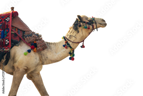 Camel walking with a colorful traditional egyptian harness isolated on transparent background, png file photo