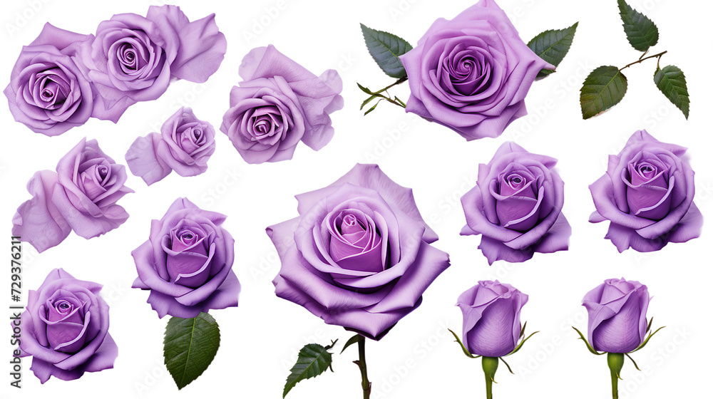 Purple Roses and Flowers Set - Exquisite Cut-Outs with Transparent Background, Ideal for Perfume and Essential Oil Branding
