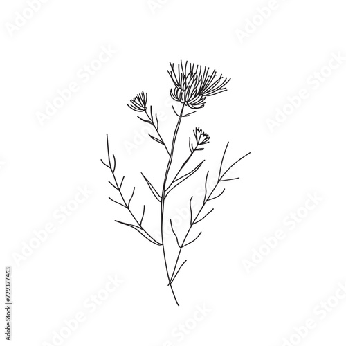 Elegant line drawing of a scottish thistle. Illustration for invites and cards