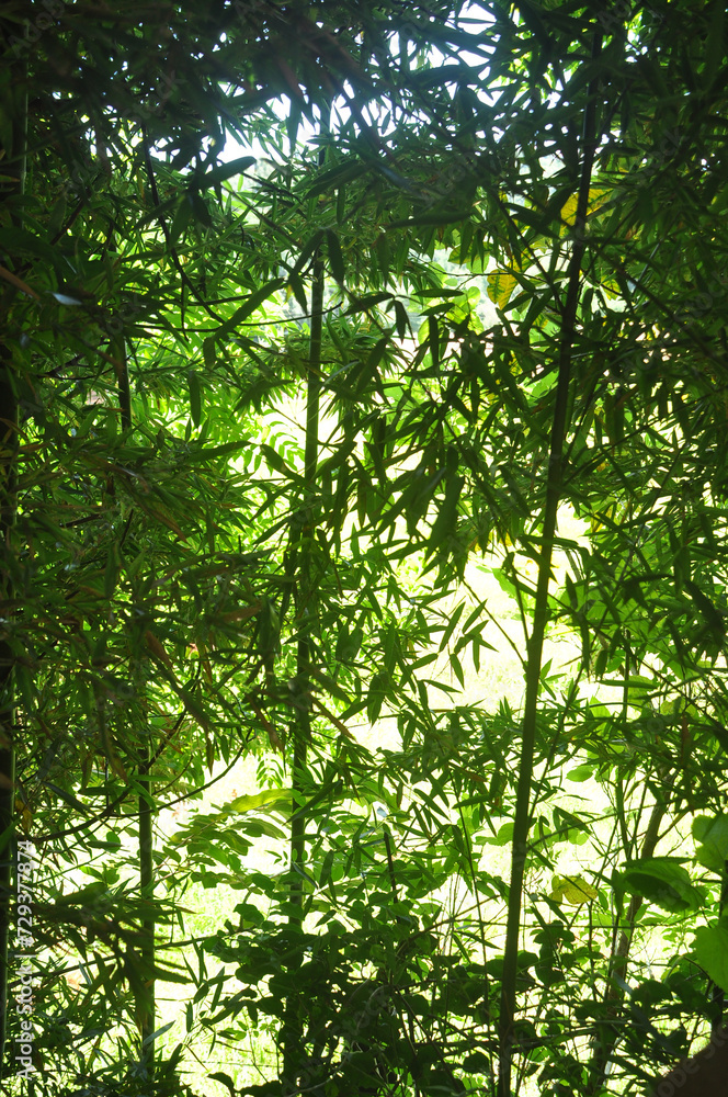 Obraz premium bambús 