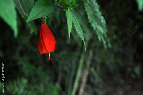 flro de hibisco vermelha fechada 