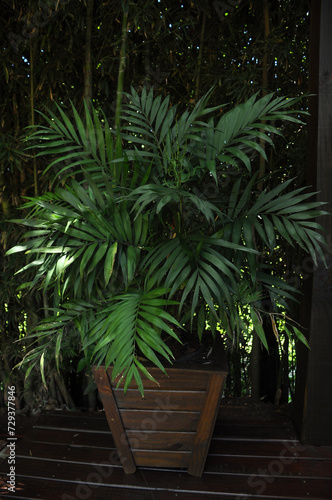 palmeira pequena folhagem em vaso 