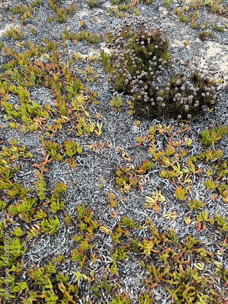 Plants on the ground Plants on the ground