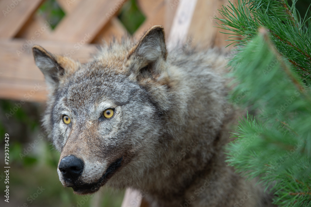 Stuffed wolf against a green background. Animal taxidermy. Stuffed wolf against a green background. Animal taxidermy.