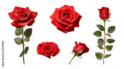 Red Roses and Floral Elements Isolated on Transparent Background for Garden Designs, Perfume Packaging, and Digital Art - Beautifully Crafted 3D PNG Illustrations Enhance Creative Projects wit
