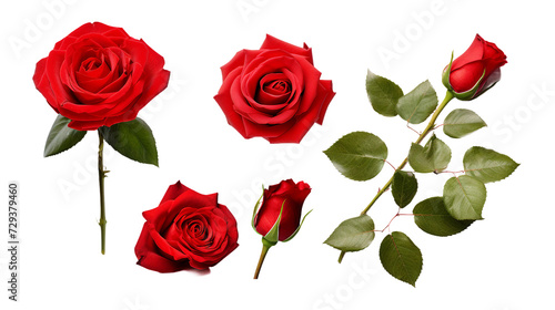 Red Roses and Floral Elements Isolated on Transparent Background for Garden Designs, Perfume Packaging, and Digital Art - Beautifully Crafted 3D PNG Illustrations Enhance Creative Projects wit © Spear