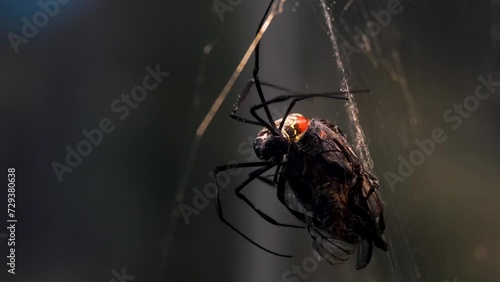 Close up of a silk orb weaver spider eating a butterfly in his net photo