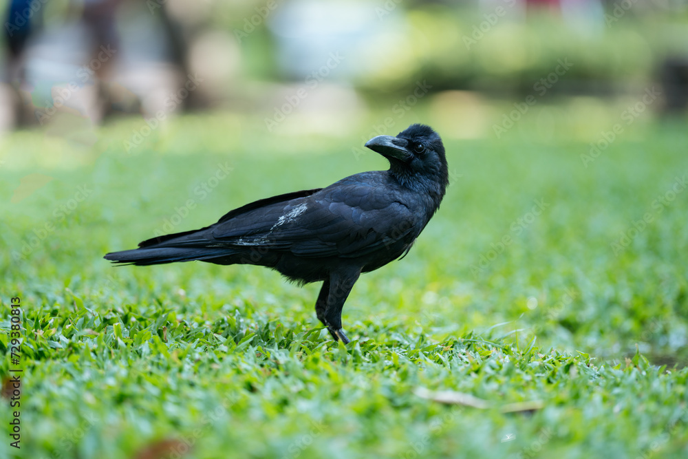 Portrait of black crow standing on grass in park. Portrait of black crow standing on grass in park.