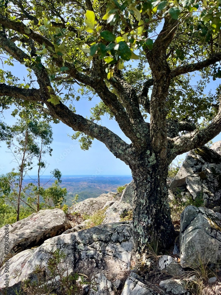 tree on the rocks