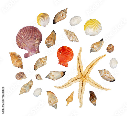 round composition of seashells