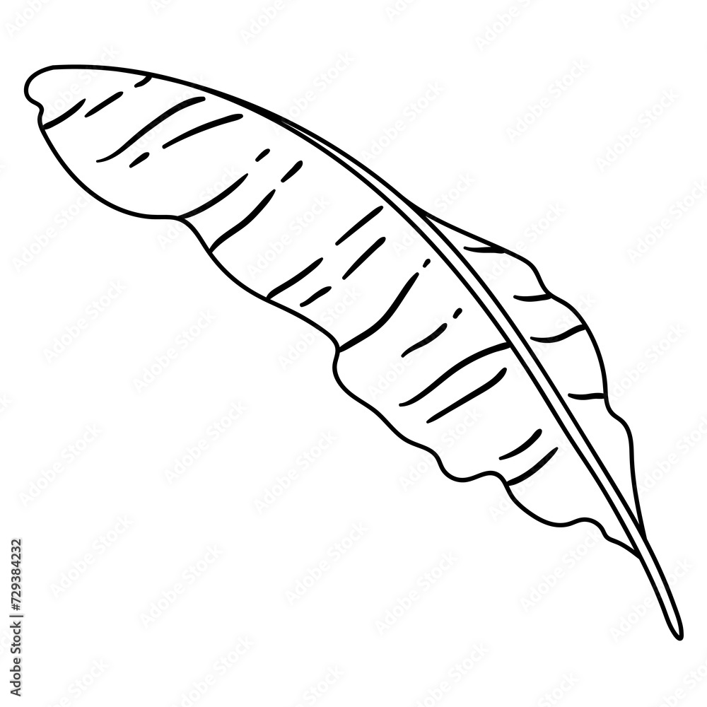 Illustration of banana palm leaf. Decorative image of tropical foliage and plant. Illustration of banana palm leaf. Decorative image of tropical foliage and plant.