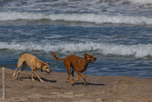 two dogs on the seashore