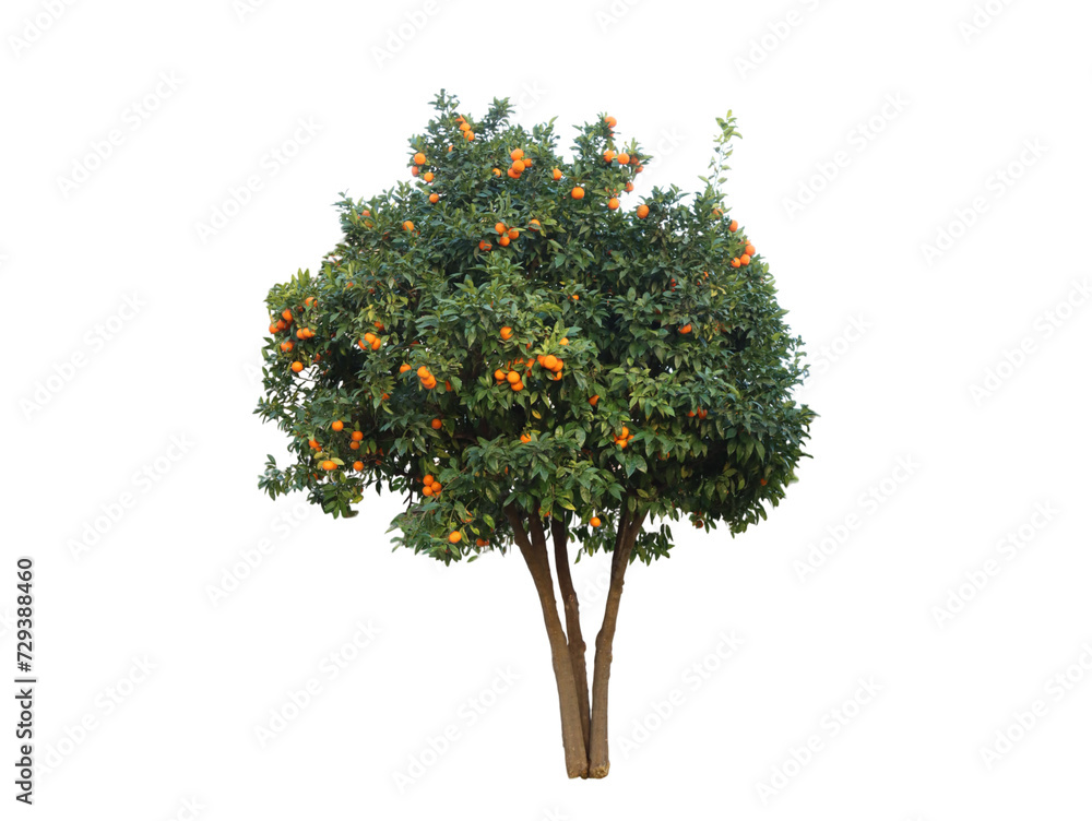 Arnce tree plant with a warm climate-