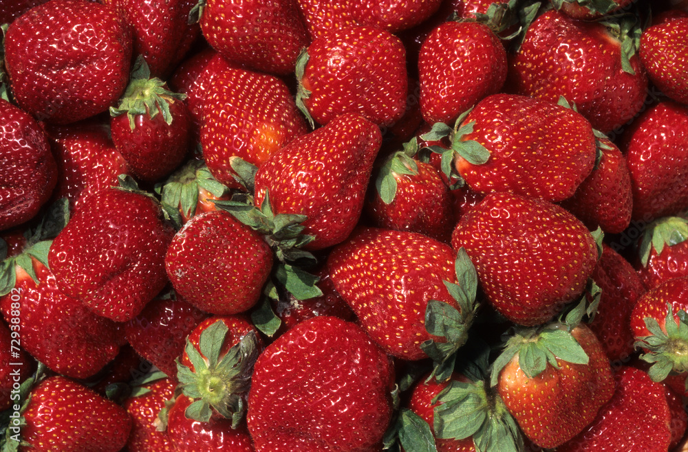 Fragaria vesca 'Humi Gento' , Fraisier Fragaria vesca 'Humi Gento' , Fraisier