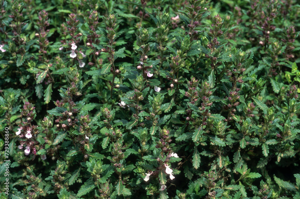 Teucrium chamaedrys , Germandrée, Germandrée petit chêne Teucrium chamaedrys , Germandrée, Germandrée petit chêne
