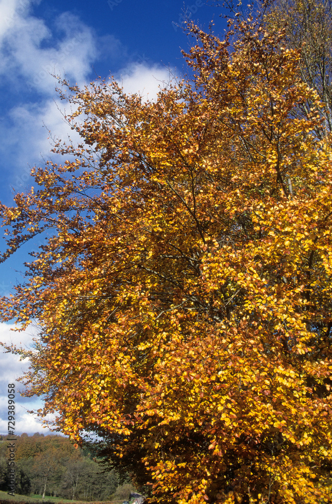 Naklejka premium Fagus sylvatica, Hêtre