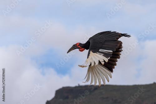 Graceful flight of a Southern Ground Hornbill (Bucorvus leadbeateri), capturing the essence of freedom and untamed wilderness © stefank