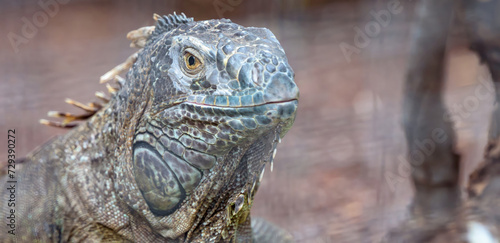 Vivid close-up showcases a green iguana basking in the summer sun  displaying its vibrant scales and natural beauty