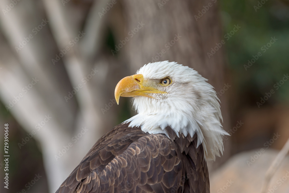 Obraz premium Majestic and regal, the Bald Eagle (Haliaeetus leucocephalus) symbolizes strength and freedom. This iconic bird of prey captivates with its piercing gaze and powerful presence