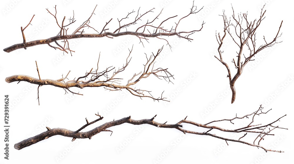 tree branches tree branches