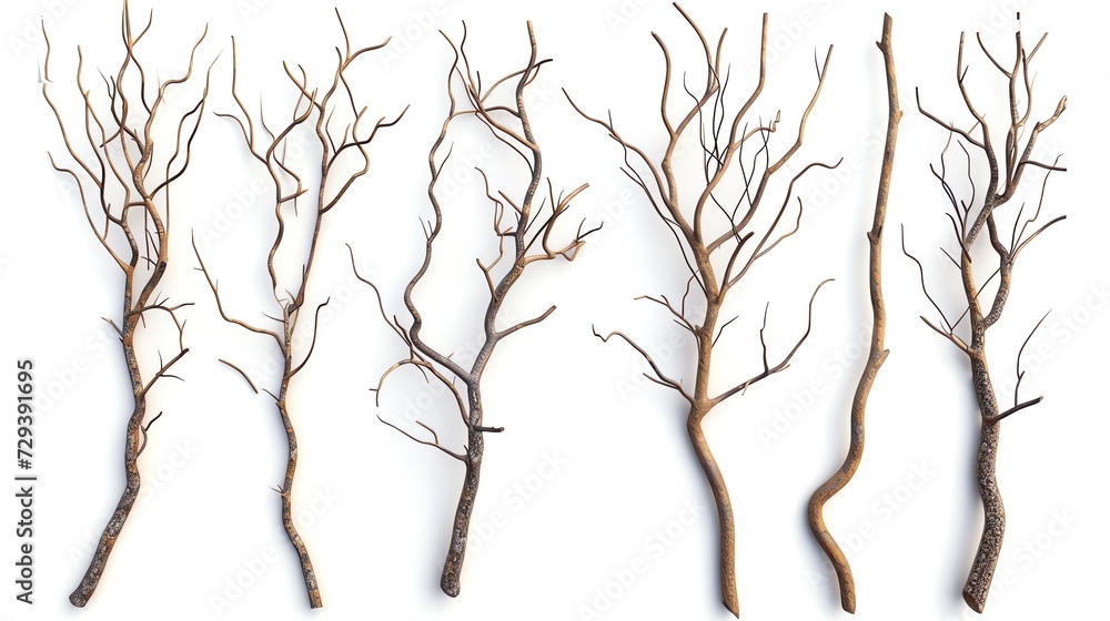 Set of Branch