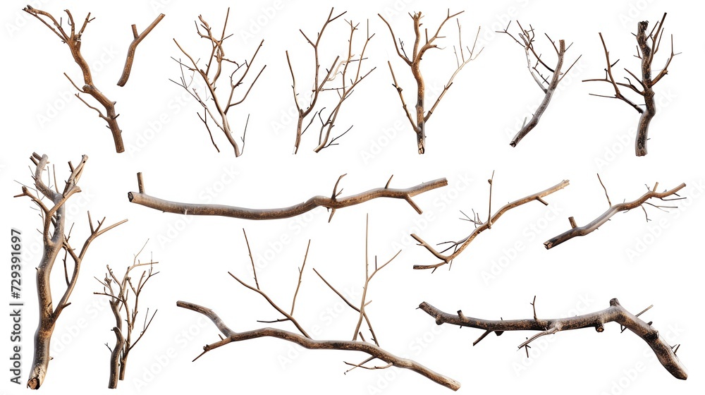 Set of Branch