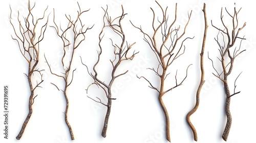 Set of Branch