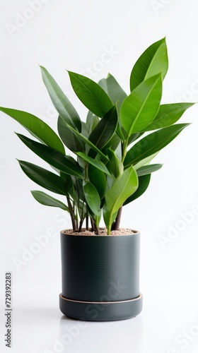 Stock image of a ZZ Plant on a white background, thick, dark green leaves, low-maintenance and modern Generative AI