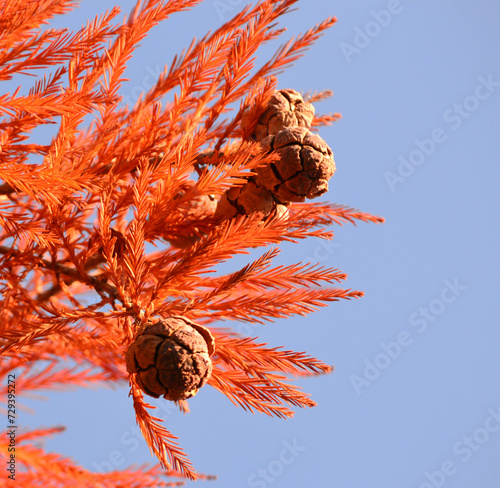 Cones of Bald Cypress (Taxodium distichum) with red autumn foliage photo