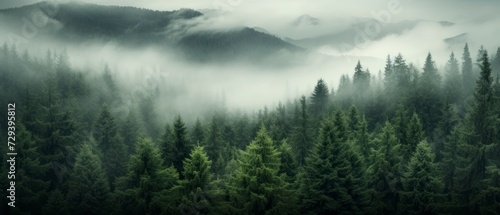 Panoramic view of foggy forest in the mountains at sunrise