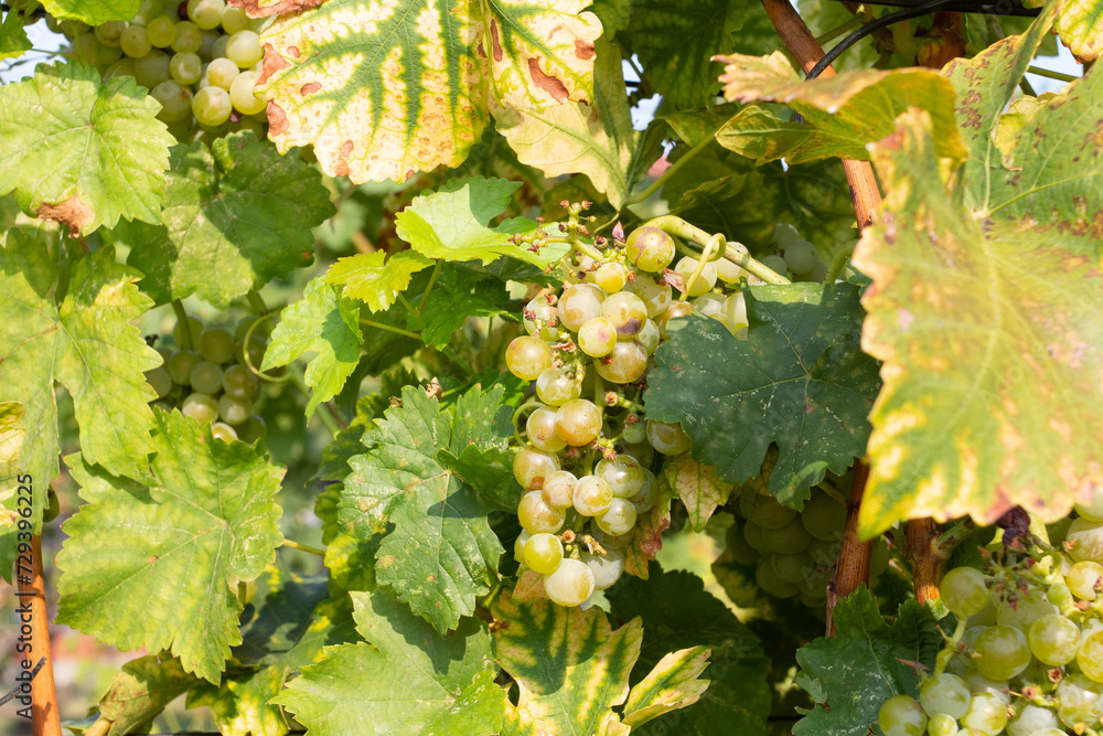 Grapes in the vineyard in the autumn harvest season. Grapes in the vineyard in the autumn harvest season.