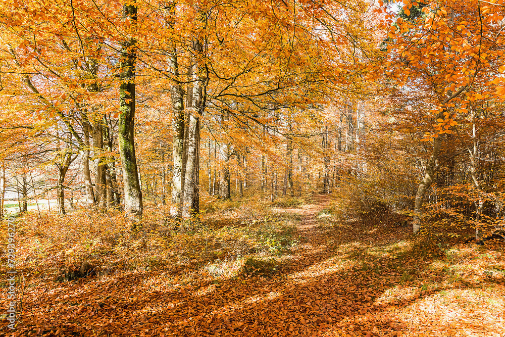 Fall Landscape with beautiful sunlight and warm yellow and gold colors. Starnberg, Germany Fall Landscape with beautiful sunlight and warm yellow and gold colors. Starnberg, Germany