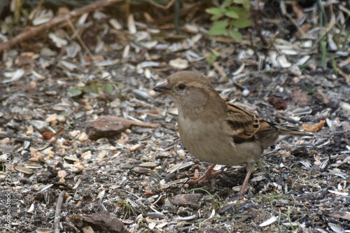 Wallpaper Mural Haussperling   - kleiner Spatz sitz im Garten auf Terrasse und wartet auf Futter Torontodigital.ca