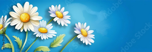 Garden daisy flowers on blue background. Top view with copy space