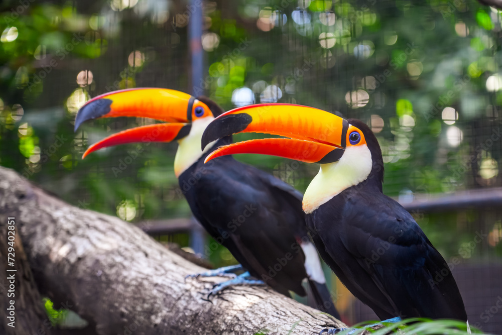 Fototapeta premium Toucan bird couple family with big bill sitting on the branch in the forest. Nature travel in central America.