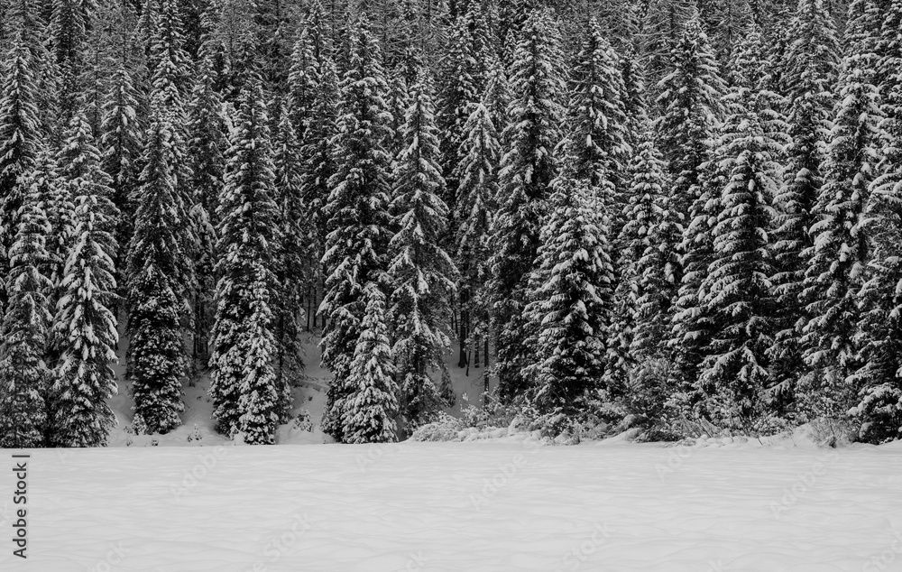 Naklejka premium foresta innevata