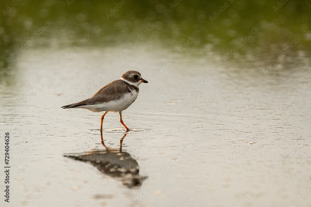 Semipalmated plover bird in the water with a beautiful reflection Semipalmated plover bird in the water with a beautiful reflection