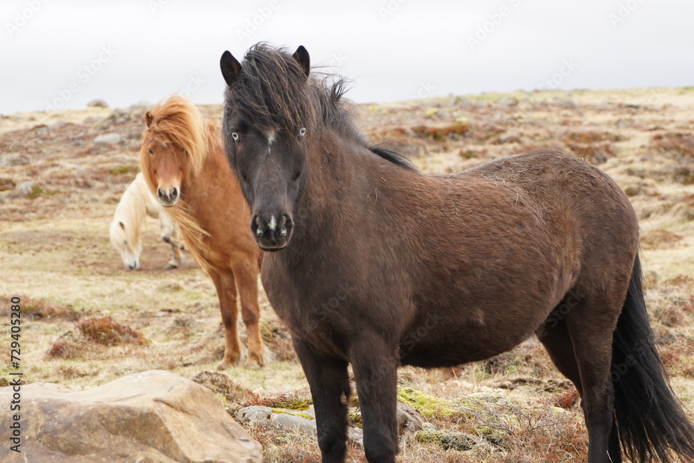 Obraz premium horses on the plains of Iceland, with detail of a black horse with intense blue eyes. with hair moving