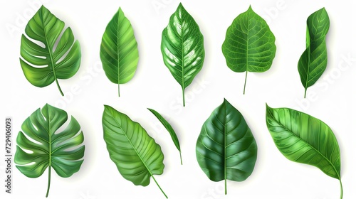 Set of Leaf