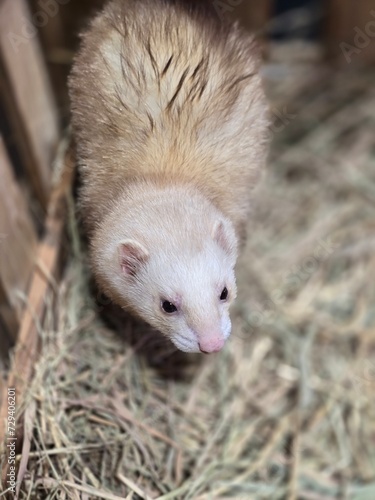 close up of a hedgehog © Vivee