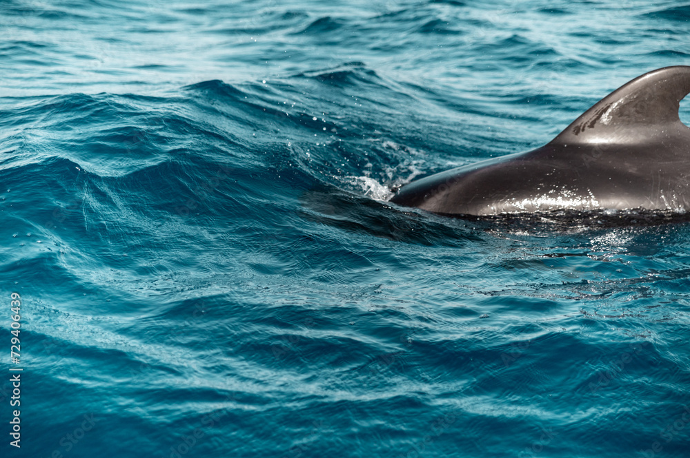 Naklejka premium dolphin jumping out of water