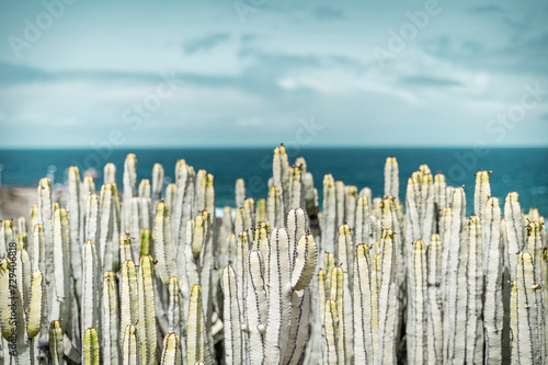 cactus field fence on the beach