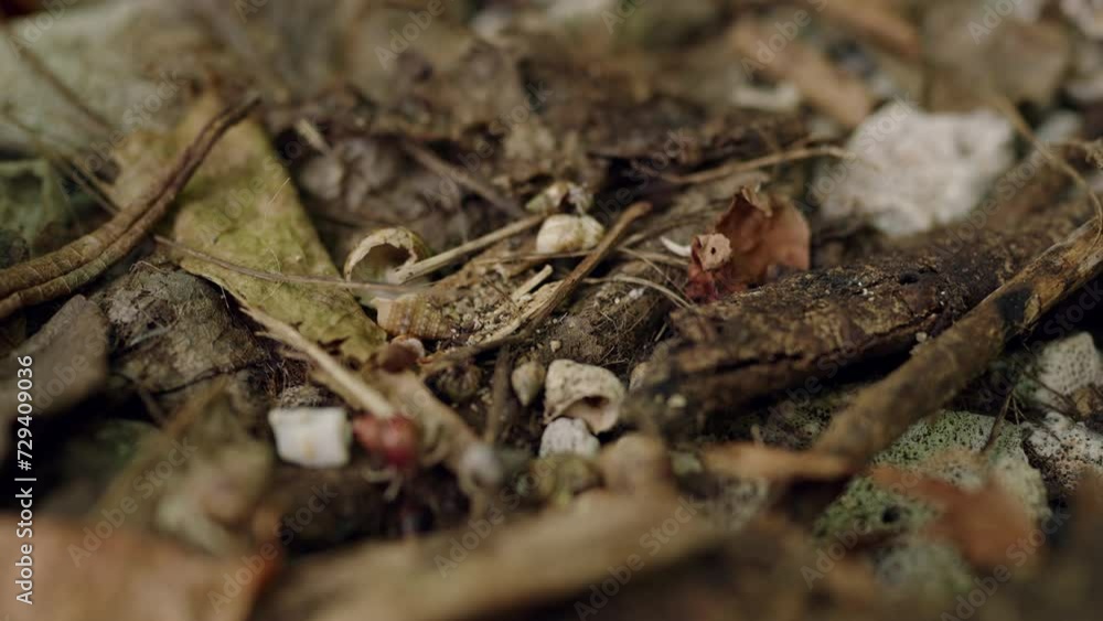 Close-up of forest floor with hermit crabs, dry leaves, twigs. Natural decay, autumn rubbish decomposing. Detail of woodland ecosystem, nutrient cycle in habitat. Earthy textures, organic matter blend Close-up of forest floor with hermit crabs, dry leaves, twigs. Natural decay, autumn rubbish decomposing. Detail of woodland ecosystem, nutrient cycle in habitat. Earthy textures, organic matter blend
