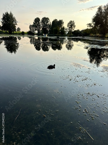 beautiful lake with duck