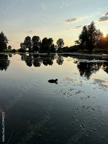 beautiful lake with duck