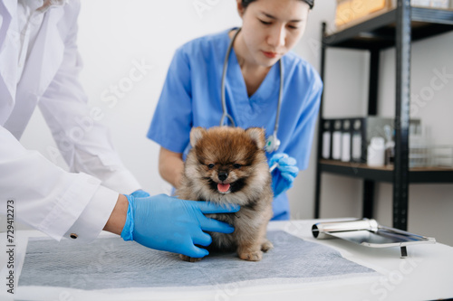 Fototapeta Naklejka Na Ścianę i Meble -  Two doctors are examining him. Veterinary medicine concept. Pomeranian in a clinic..
