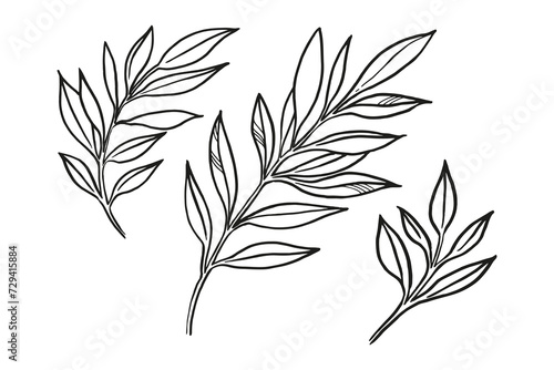 hand drawn vector plants  brunch of flowers  sketch of leaves  herbs  grass  inked silhouette of leaves  monochrome illustration isolated on white background