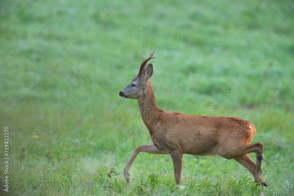 A roe deer with antlers walks across a meadow in the rut season