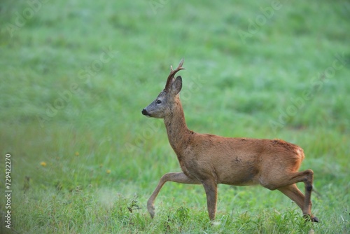 Obraz na płótnie A roe deer with antlers walks across a meadow in the rut season w salonie